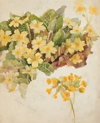 Studie van sleutelbloemen en koekoeksbloemen